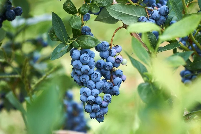 Reife Blaubeeren am Strauch